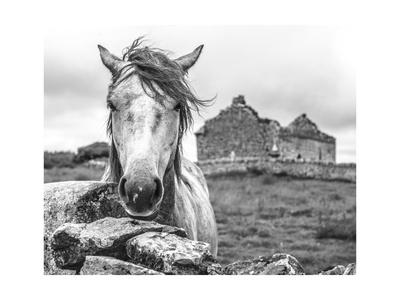 black /& white fine art print of a little foal Wild horses photography